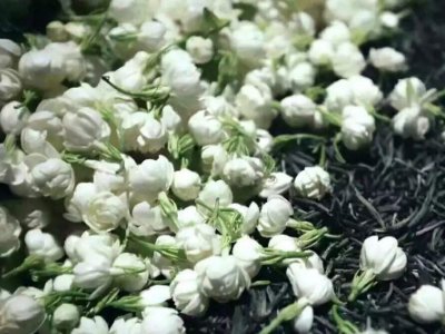 喝茶治口臭嗎，什么茶治口臭好？