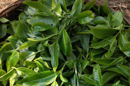 最耐泡的茶葉排名，什么茶葉經(jīng)久耐泡？