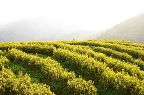 黃金茶的功效及禁忌癥，黃金茶有什么副作用嗎？