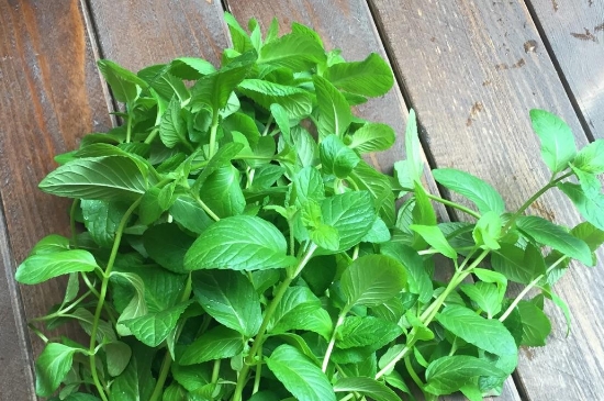 薄荷茶的功效與作用，喝薄荷茶有什么好處？