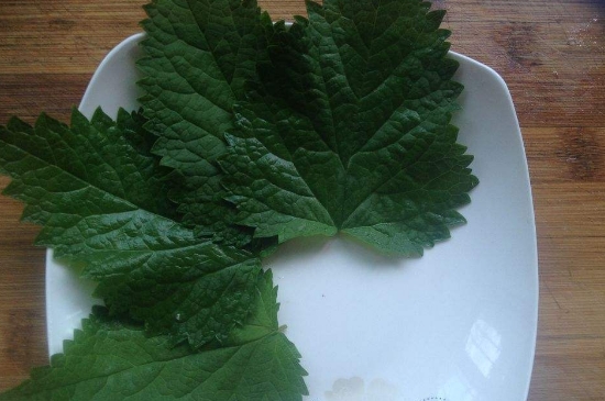 薄荷茶的功效與作用，喝薄荷茶有什么好處？