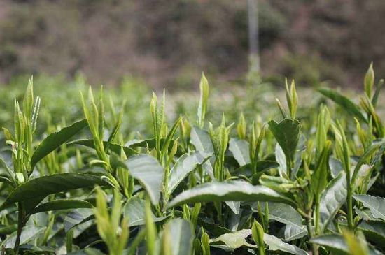 喝黃金茶禁忌，什么人不能喝黃金芽茶？