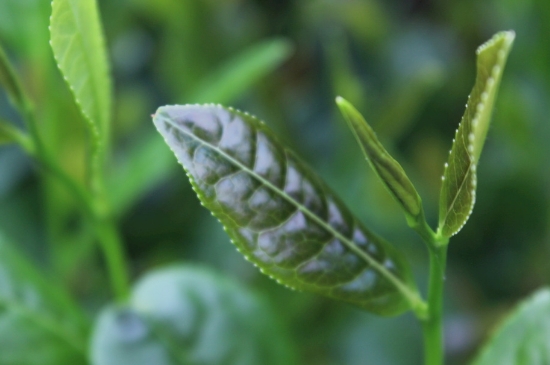 綠茶第一泡要倒掉嗎，為什么綠茶第一泡不喝？