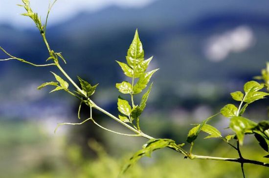 莓茶為什么先苦后甜回甘，莓茶口感怎么樣？