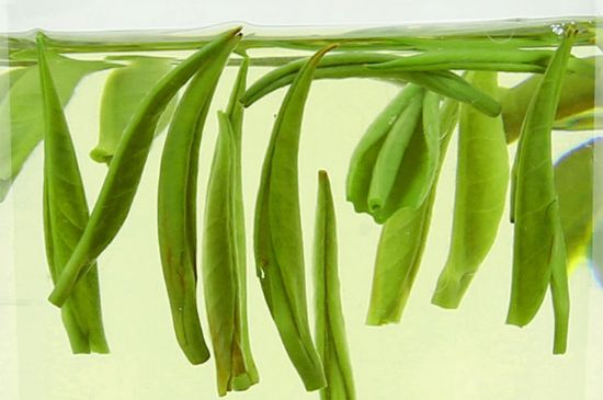 雀舌茶什么人不能喝，雀舌茶的功效與禁忌