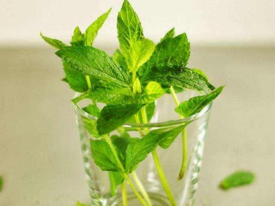 喝茶治口臭嗎，什么茶治口臭好？