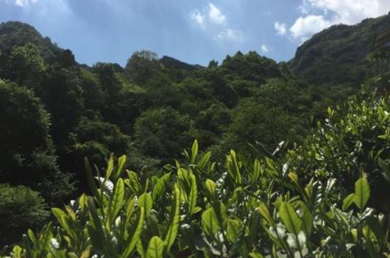 六安瓜片適合什么人喝，六安瓜片的功效與禁忌