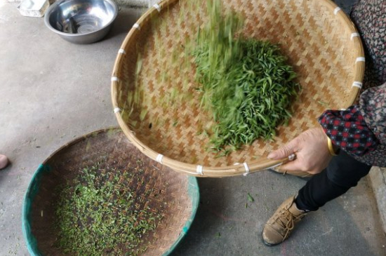 炒青茶為什么便宜，炒青綠茶好喝嗎？