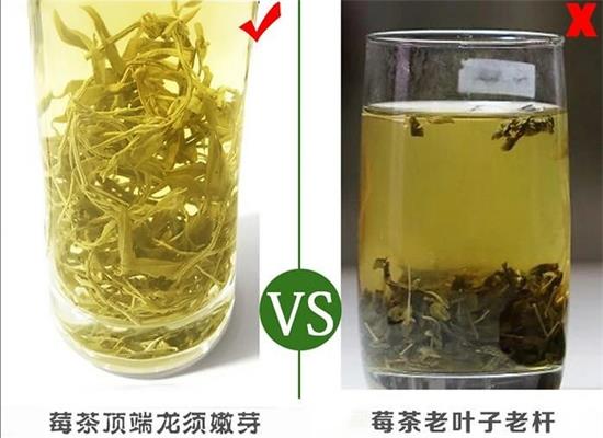 張家界茅巖莓茶與藤茶是同一種茶嗎，藤茶跟莓茶一不一樣？