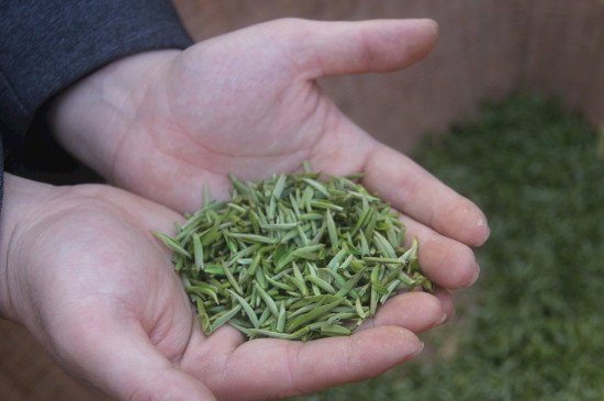 茶葉可以放冰箱嗎，茶需要放冰箱保存嗎