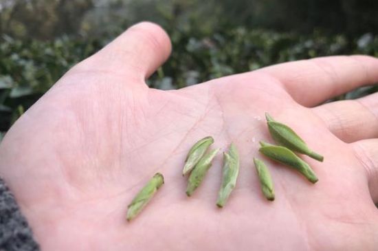 春茶季怎么辨別白毫銀針的好壞，好的白毫銀針如何選購？