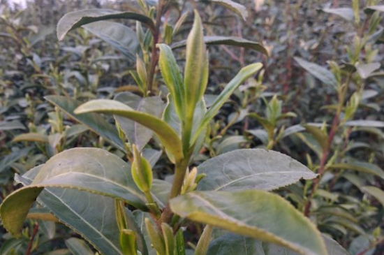 家庭如何保存碧螺春茶葉，蘇州洞庭碧螺春綠茶怎么保存？