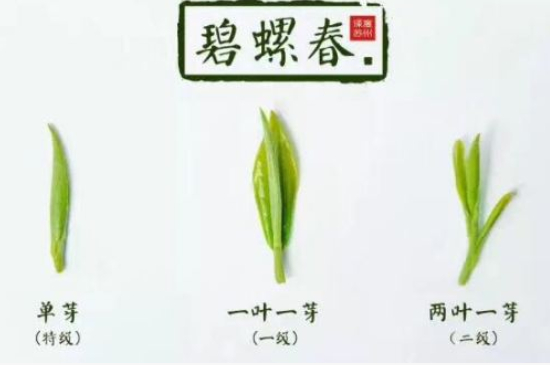 真假碧螺春泡水后區(qū)別，蘇州洞庭碧螺春怎樣鑒別好壞？