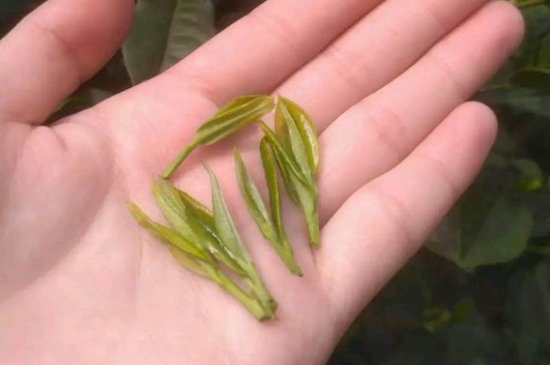 炒青茶為什么便宜，炒青綠茶好喝嗎？
