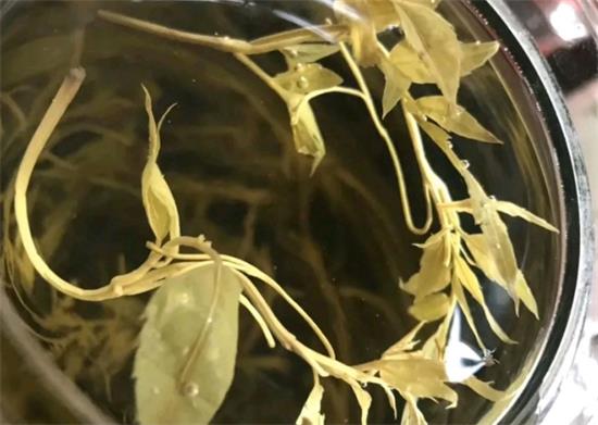 張家界茅巖莓茶與藤茶是同一種茶嗎，藤茶跟莓茶一不一樣？