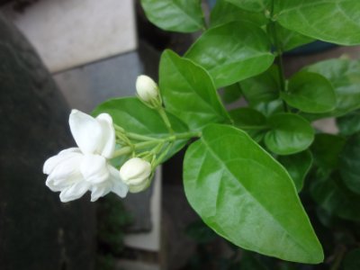 茉莉和什么一起泡最好，茉莉茶有幾種搭配？