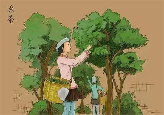 制茶八步驟，制茶工藝流程圖