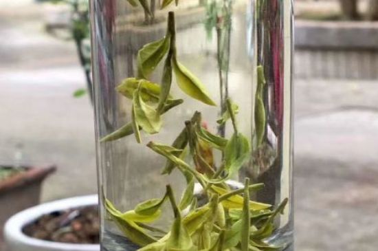 蒸汽煮茶器適合什么茶，蒸汽煮茶器適合用綠茶嗎？