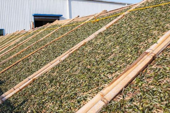 武夷巖茶的初制、精制加工工藝詳細講解