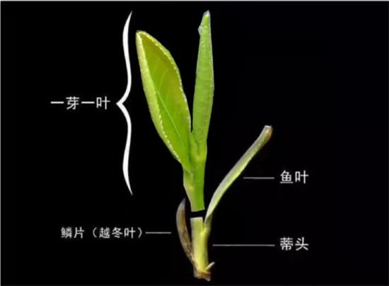 摘茶葉最快的方法，采摘茶葉怎么才能快？