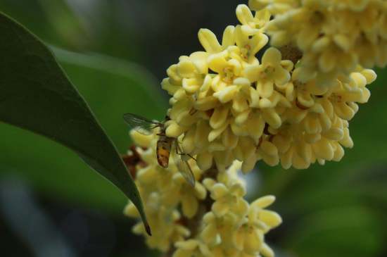 桂花茶禁忌，喝桂花茶有什么禁忌