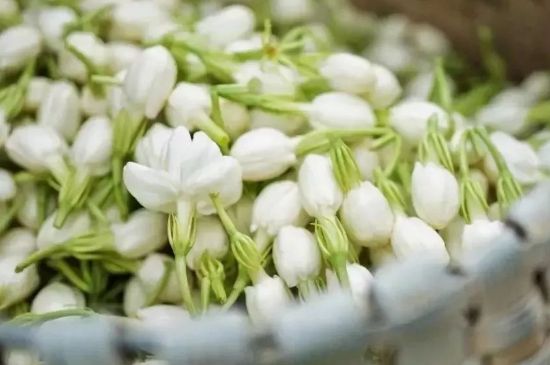 十大排毒養(yǎng)顏花茶，喝什么花茶排毒養(yǎng)顏