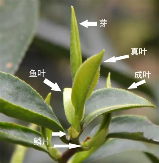 摘茶葉最快的方法，采摘茶葉怎么才能快？