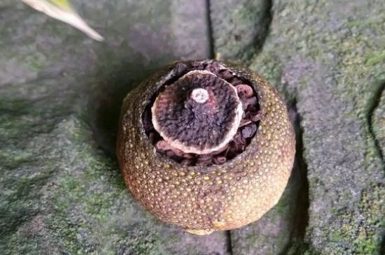 家庭自制柑普茶方法，小青柑制作9個(gè)步驟竅門（圖片）