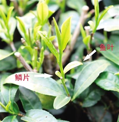 摘茶葉最快的方法，采摘茶葉怎么才能快？