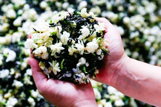 茉莉花和什么在一起喝好，茉莉花喝什么茶搭配？