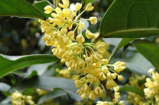 干桂花茶的制作方法，怎樣自制桂花茶？