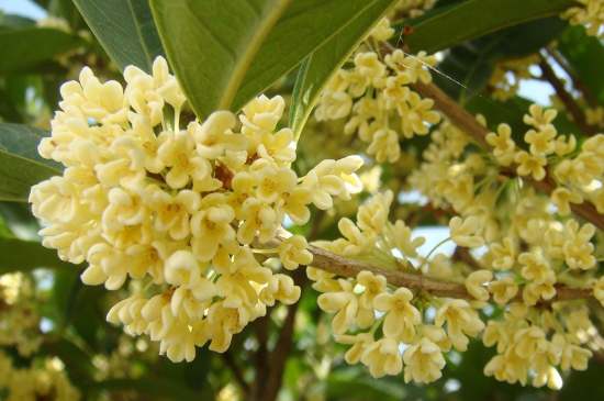 茉莉茶一次泡幾朵，茉莉茶放多少