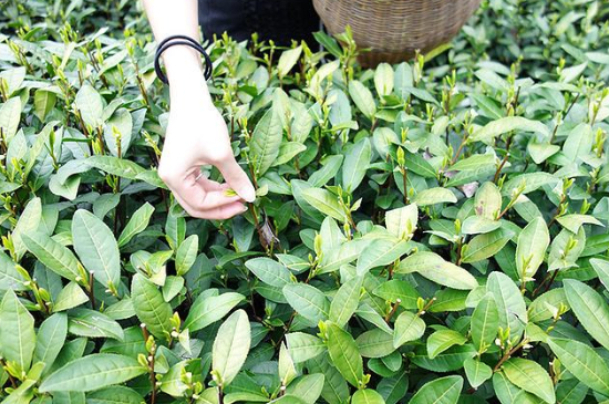 采茶的方法與步驟，如何正確采摘茶葉？