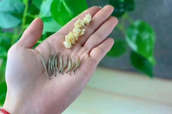 茉莉銀針口感，茉莉銀針是什么味道？