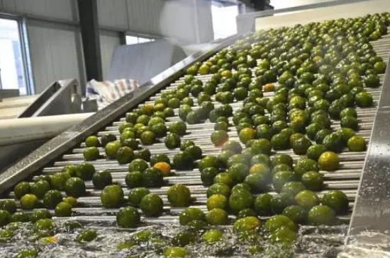 家庭自制柑普茶方法，小青柑制作9個(gè)步驟竅門（圖片）