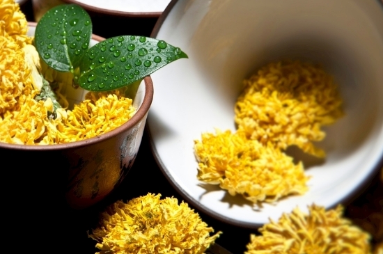 孕婦可以喝菊花茶嗎，菊花對胎兒有致畸作用？