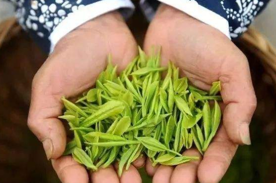 摘茶葉最快的方法，采摘茶葉怎么才能快？