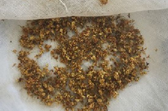 干桂花茶的制作方法，怎樣自制桂花茶？