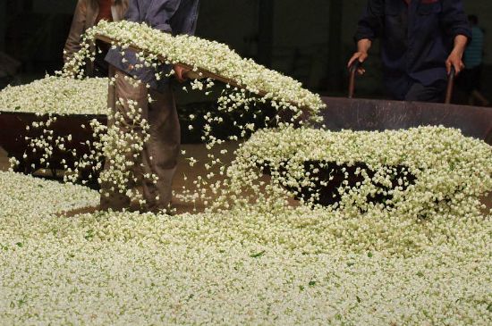 茉莉龍珠怎么做的，茉莉龍珠的制作工藝