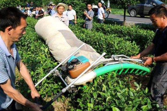 采茶的方法與步驟，如何正確采摘茶葉？