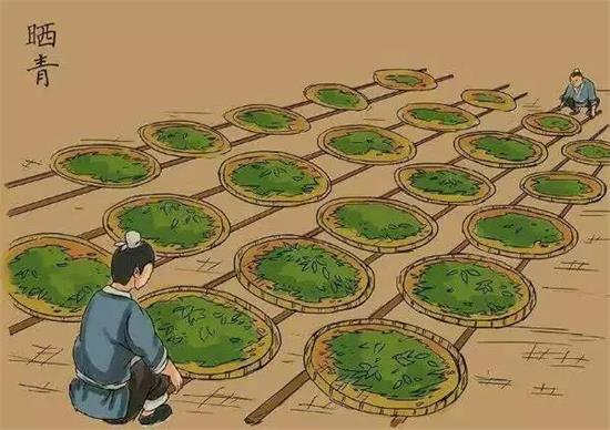 制茶八步驟，制茶工藝流程圖