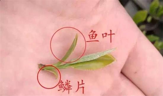 摘茶葉最快的方法，采摘茶葉怎么才能快？
