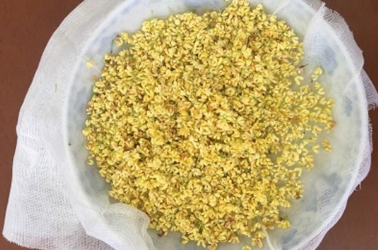 干桂花茶的制作方法，怎樣自制桂花茶？