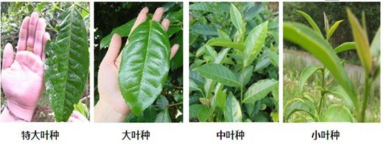 摘茶葉最快的方法，采摘茶葉怎么才能快？