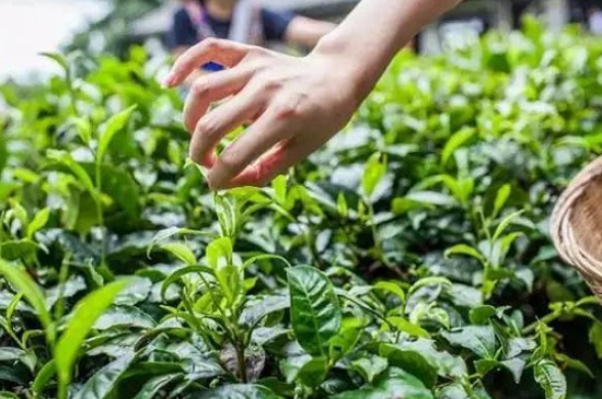 綠茶加工工藝流程圖，綠茶的加工制作包含哪幾個(gè)步驟？
