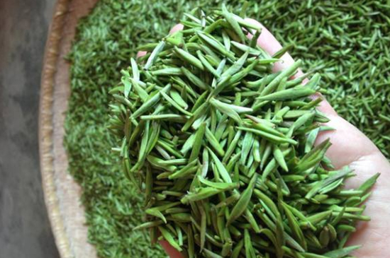 采茶的方法與步驟，如何正確采摘茶葉？