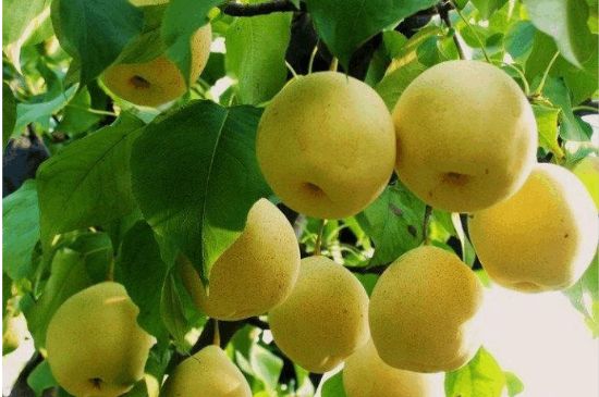 一把真正的本山綠泥壺最低多少錢，什么價(jià)格能買到本山綠泥紫砂壺？