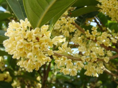 桂花泡茶禁忌，桂花泡水喝的9大禁忌