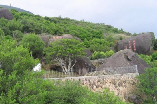 宋種一號價值為什么高，鳳凰單樅宋種1號價格與產量多少？