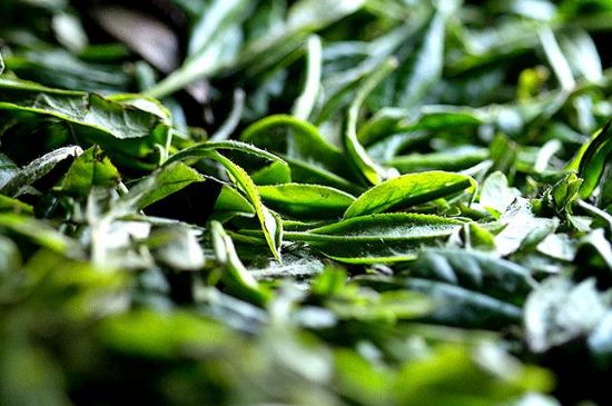 荒野銀針市場價多少，真正的荒野白毫銀針多少錢？